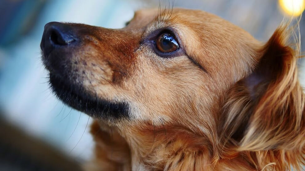 a dog eye close up