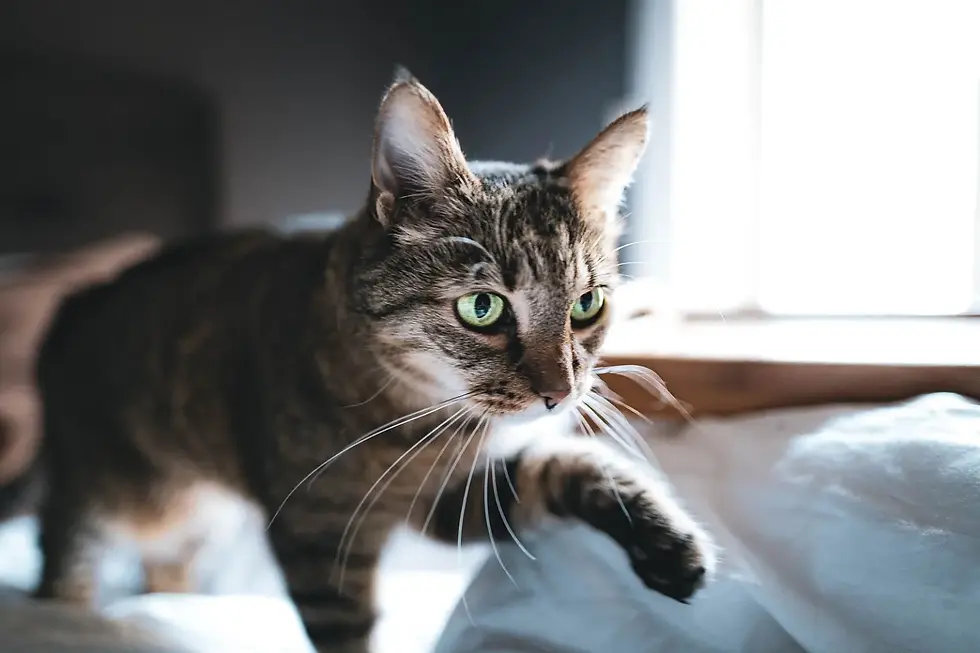 a cat walking in the morning