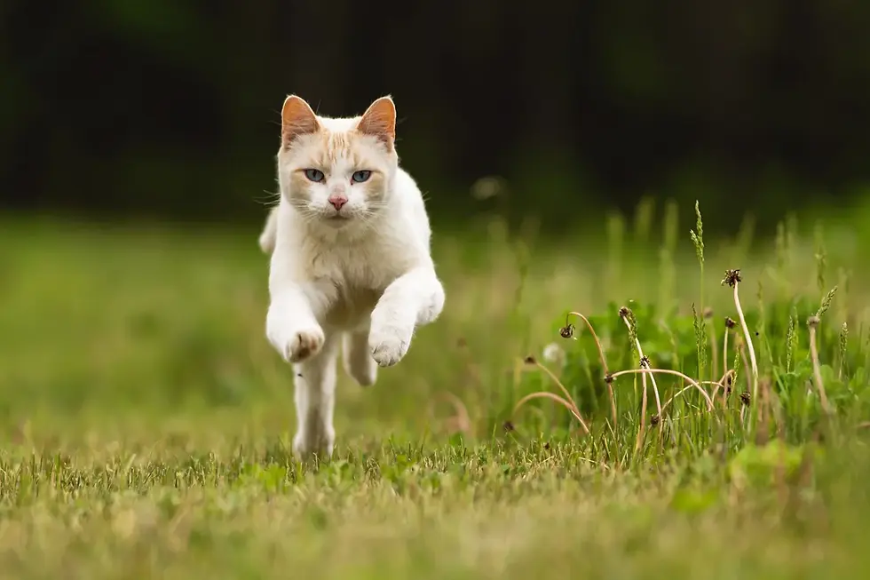a cat running