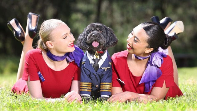 寵物友善客機, dogs with flight attendants, animalssum, 動物之心