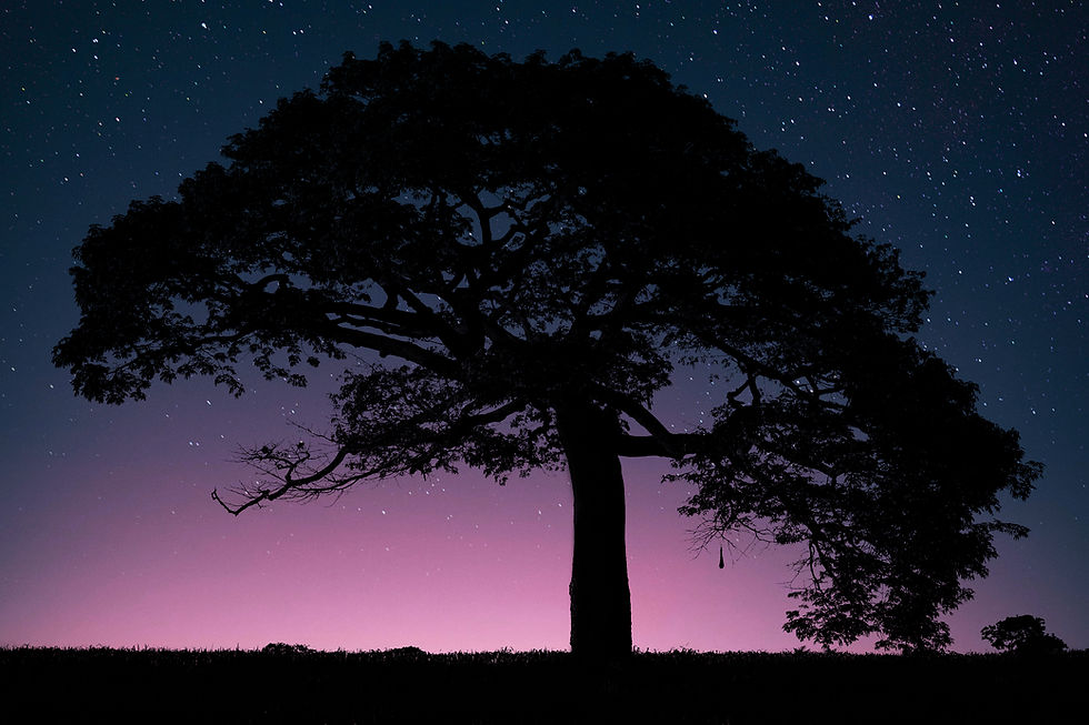 how to remove background from tree in photoshop