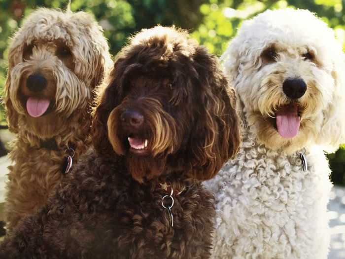 Why choose an F2b goldendoodle? Goldendoodles 101
