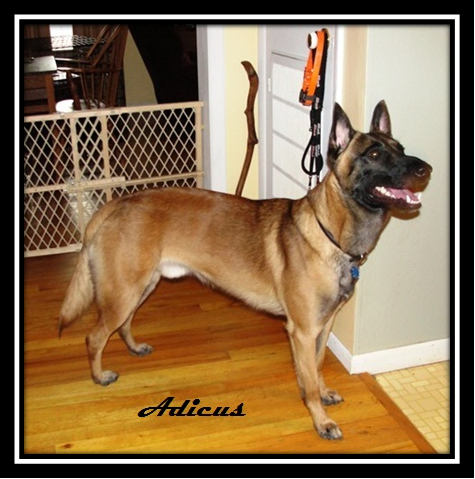 broadcreek belgian malinois