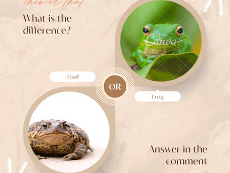 似て非なるもの