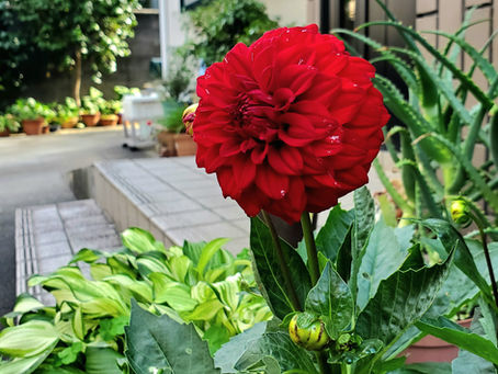 人はなぜ花を美しいと感じるのでしょうか？
