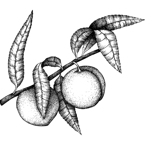 peach 3 with fill.png