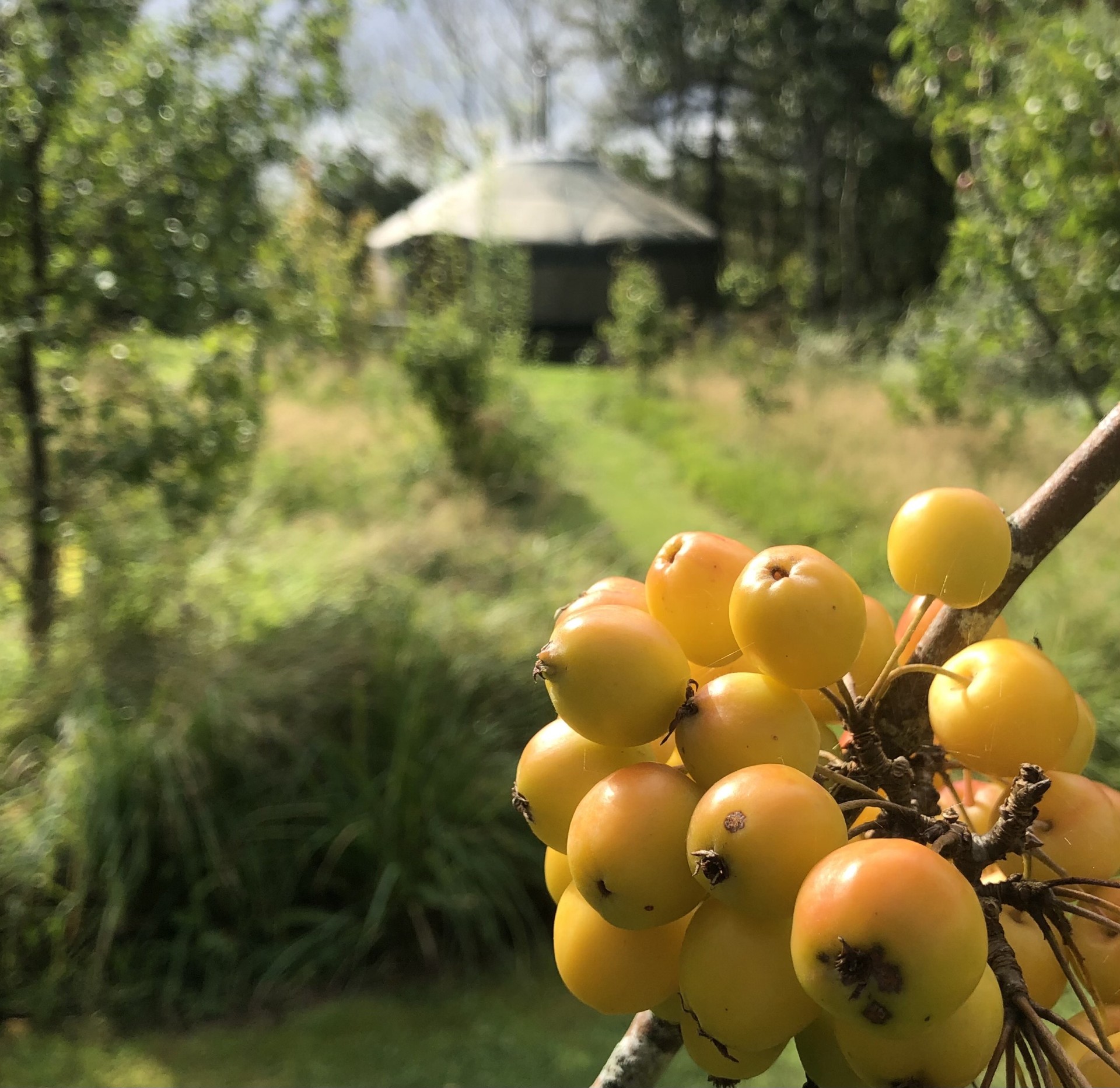 Food Forest Taste Trail — by Runach Arainn Food Forest Garden — 30 Oct 26 — Runach Arainn Glamping