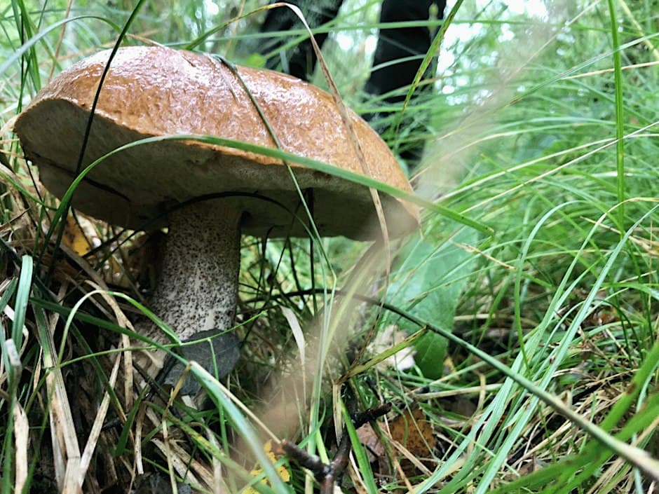 Sensing the Rainforest: From Micro to Macro — by Independent Arts Projects — 13 Oct 26 — Merkland Wood