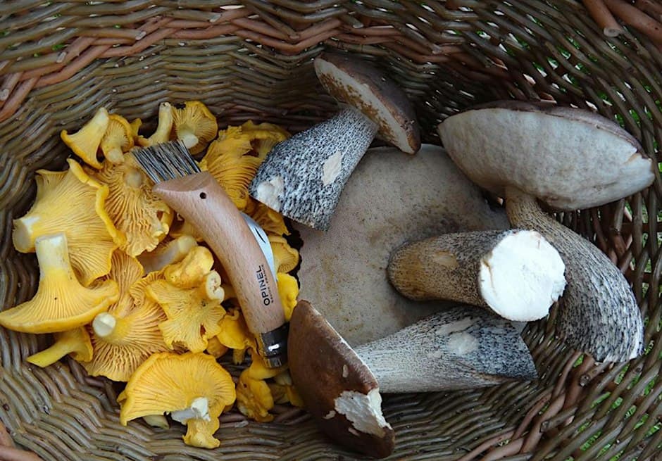 Fungi Foray — by Brodick Castle, Garden & Country Park — 11 Oct 26 — Brodick Castle, Garden & Country Park