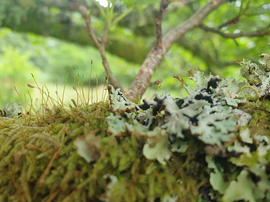 An Archaeology of Trees — by Independent Arts Projects — 12 Oct 26 — Drumadoon Farm