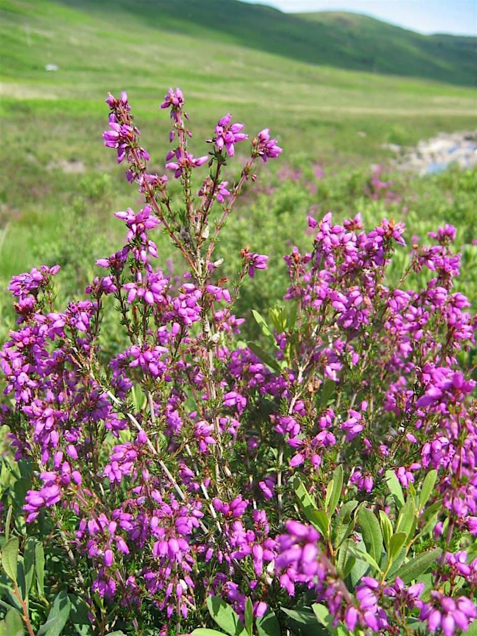 Gaelic Landscape Walk – North Sannox Wood — by Arran Geopark — 16 Oct 26 — Sannox North Picnic Spot