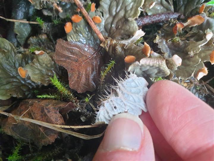Exploring Lichens and Symbiotic Relationships — by Independent Arts Projects — 14 Oct 26 — Lagg Wood (meet at Kilmory Hall & Bunkhouse)