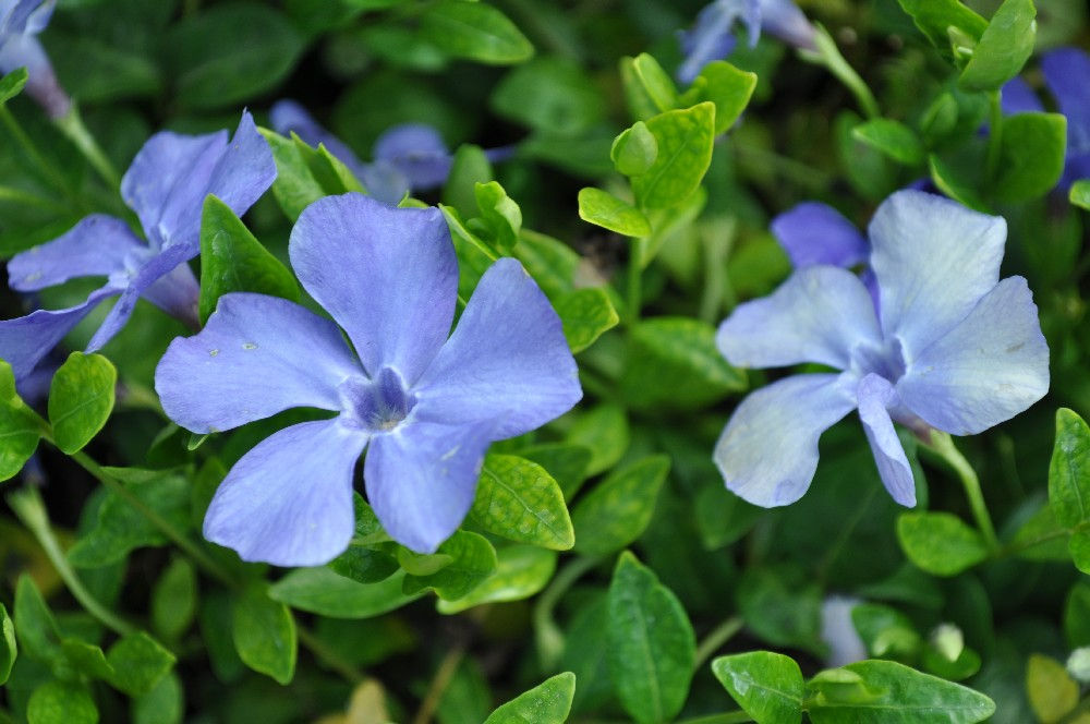 Kleine maagdenpalm (violetblauw)