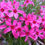 Thumbnail: Kruipende vlambloem (rood-roze)