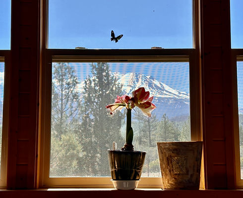 The house is magic