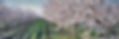 Almond Orchard 284441604.jpeg