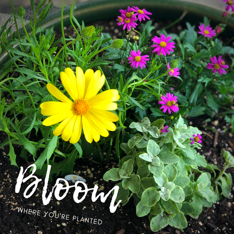 Bloom_050420.PNG