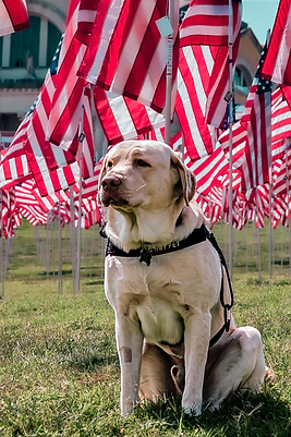 Wally_FlagsOfValor2.png