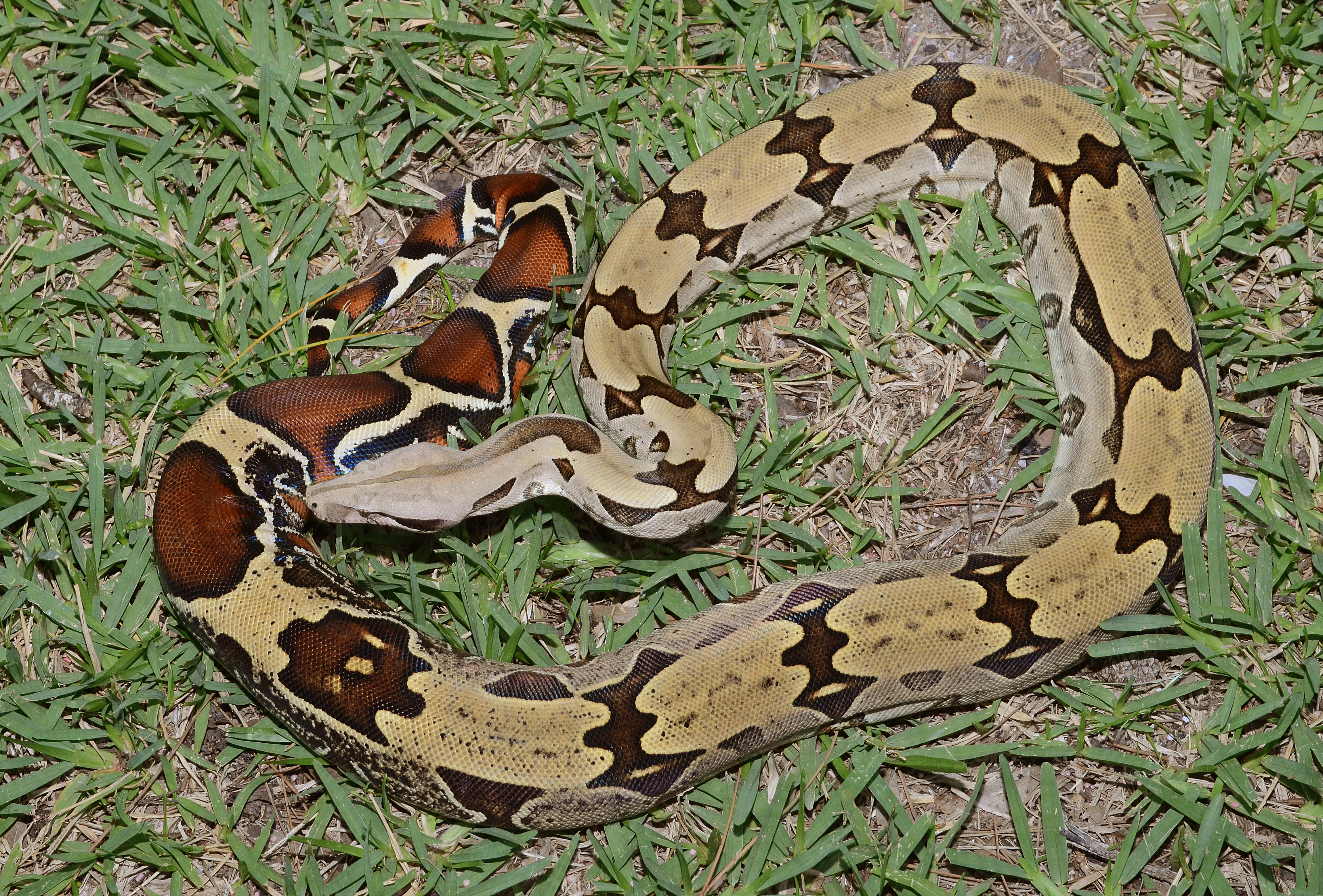 boa constrictor breeders nh boa constrictor breeders nh