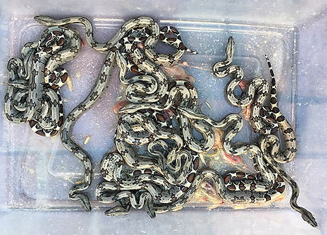 Suriname Redtail Boa, Florida Redtails, Brian Abrahamson