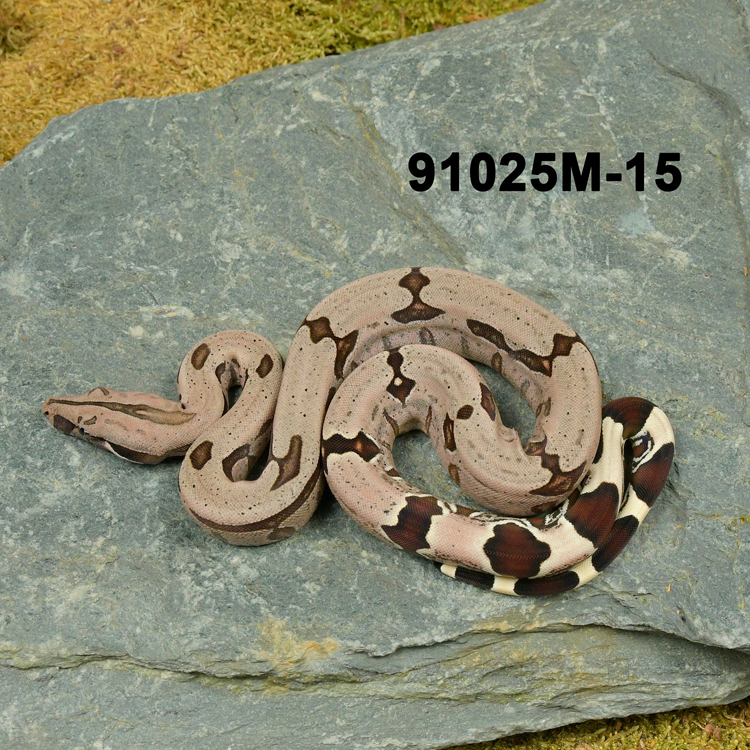 HOLD BACK Not For Sale