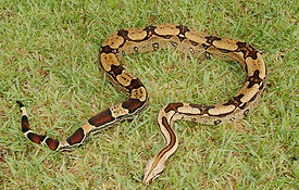 Suriname Redtail Boa, Florida Redtails, Brian Abrahamson