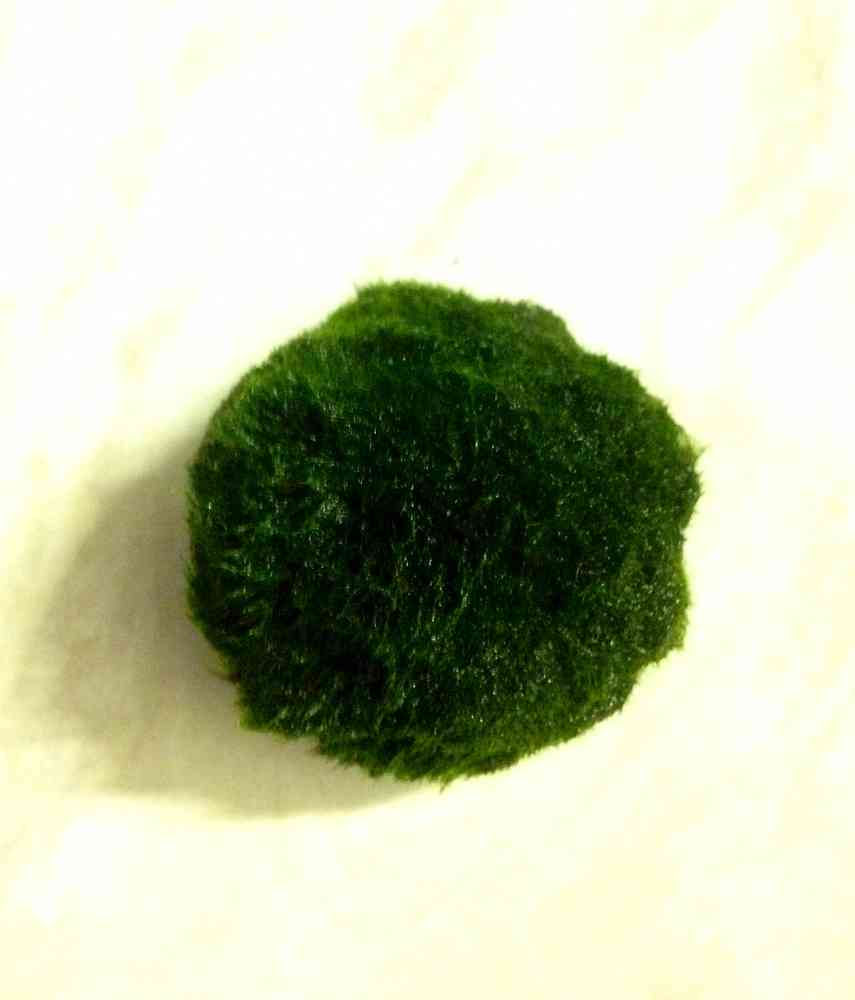 Miniatura: zelená mechová kulička PRO RADOST / květinový DÁREK jinak