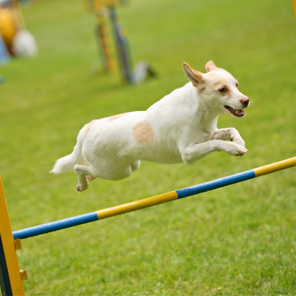 AGILITY REGLAMENTARIO