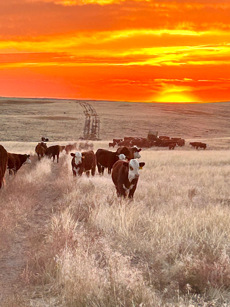 32nd Annual Wyoming Women in Ag Symposium