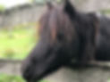 Zorro - horses living naturally.jpeg
