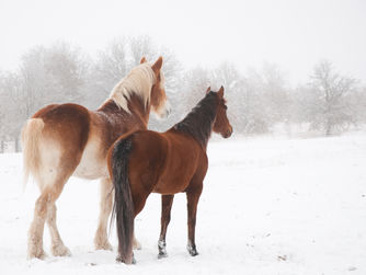 Changes in the herd