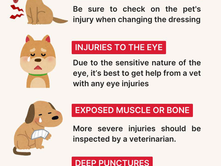 When to see a vet for pet wounds infographic