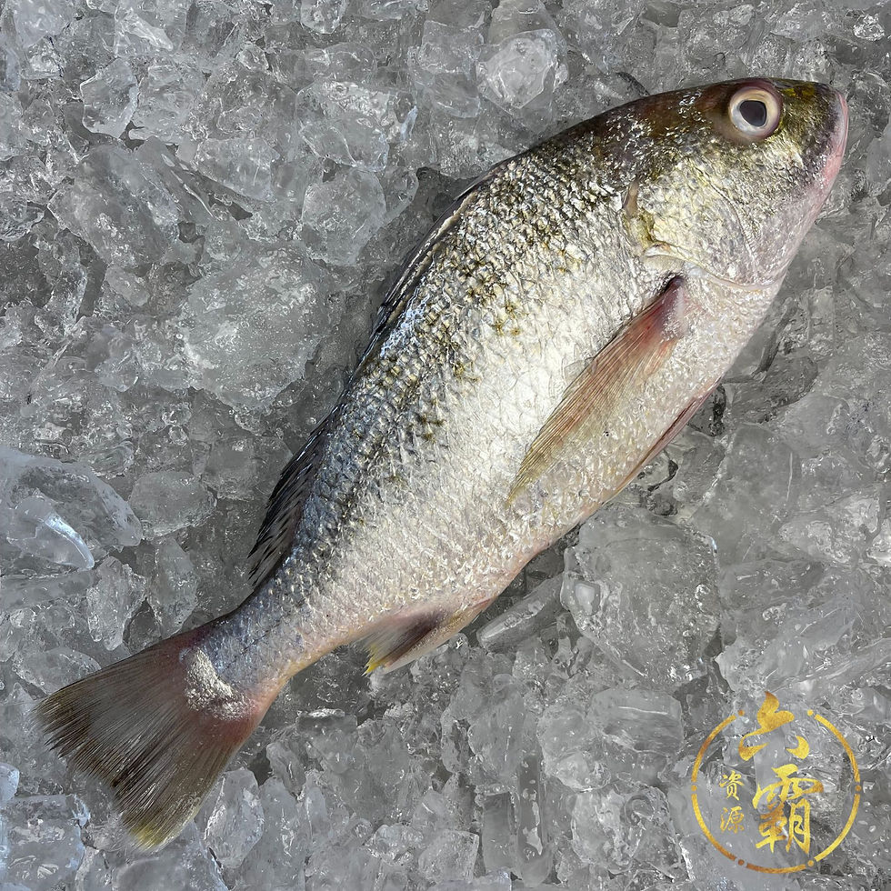 白皂 White Snapper