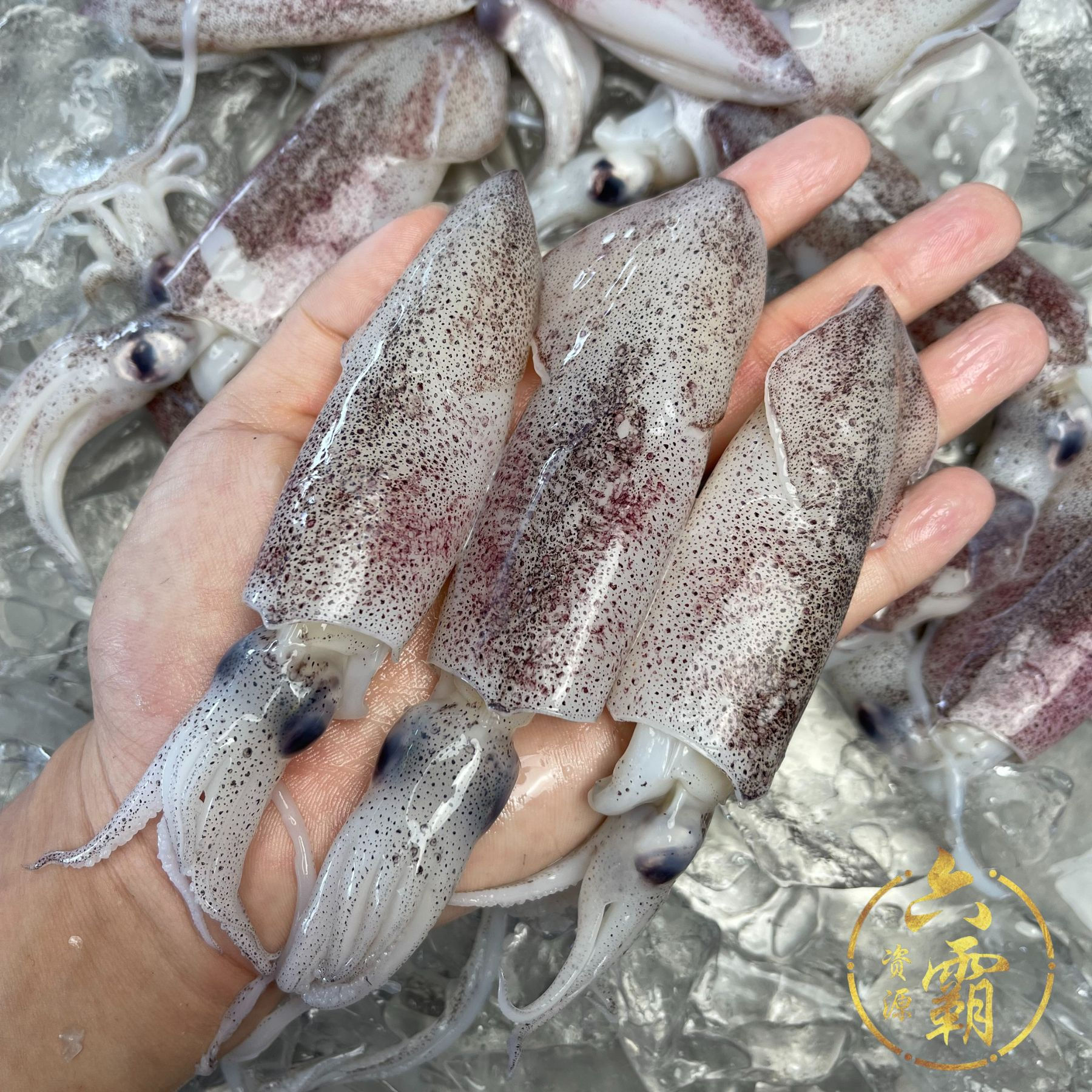 SOTONG B