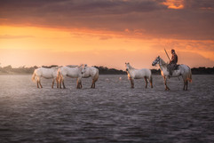 horses photo tour in france