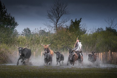 camargue photography workshop in france