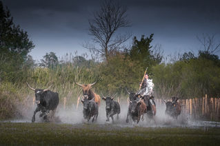 horse of camargue photography