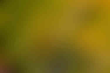 forest made icm