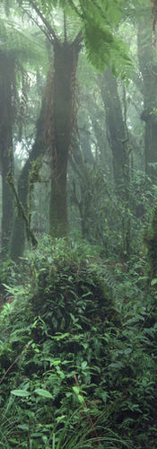 fuji provia film simulation
