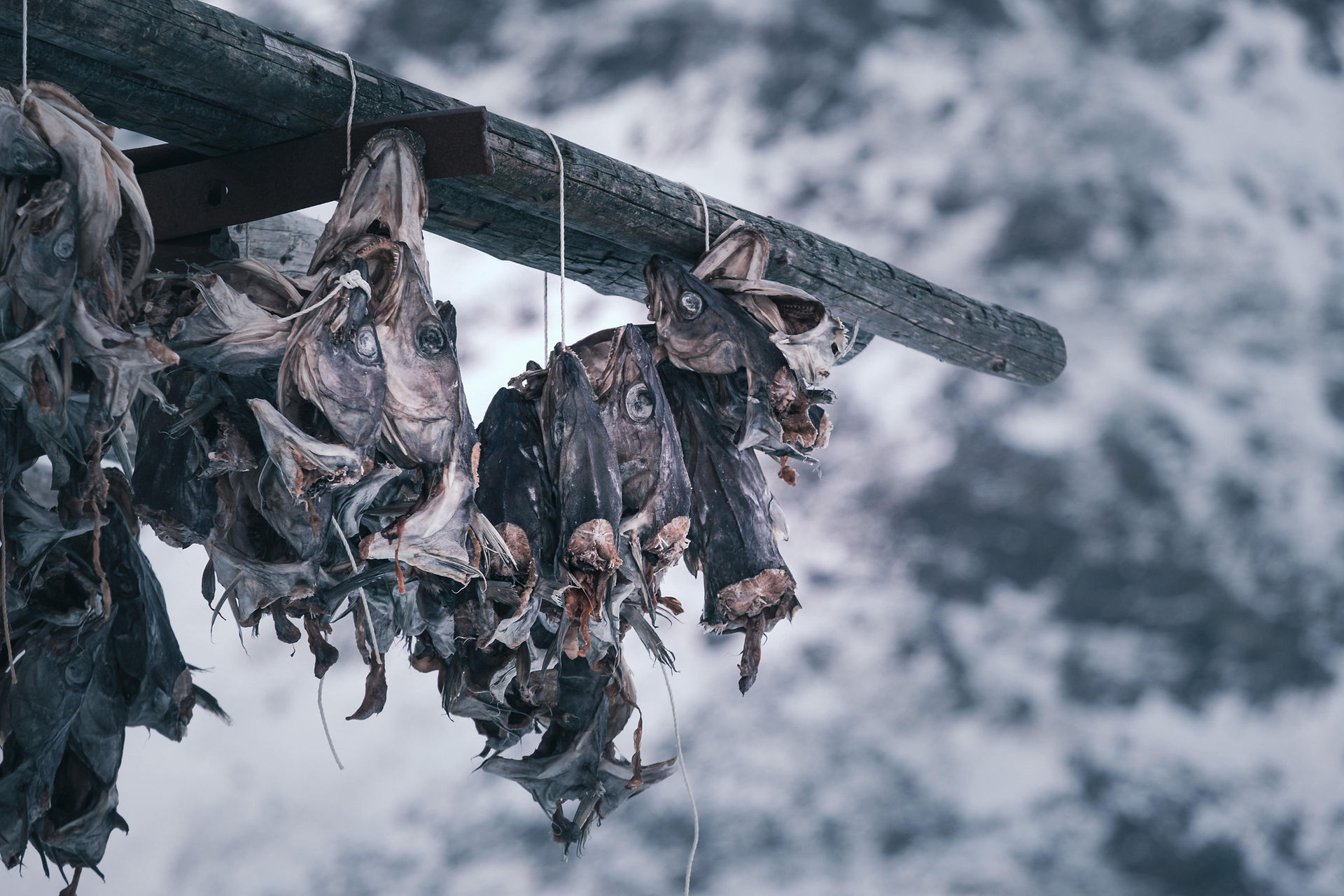 cod fish head drying on a rack