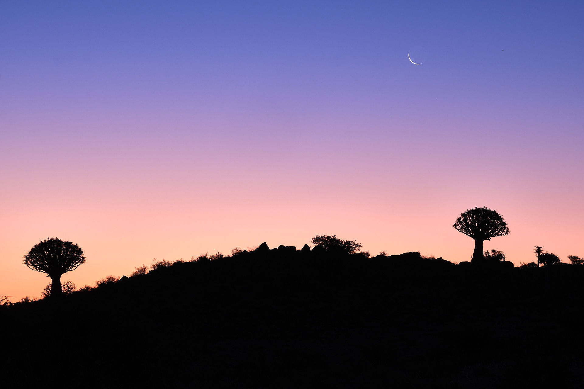 silhouette of a quiver tree in namibia