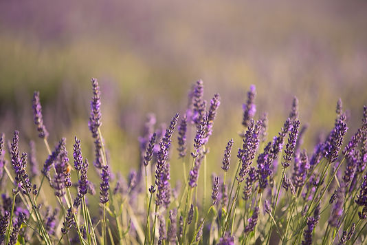 AdobeStock_359787335.jpeg