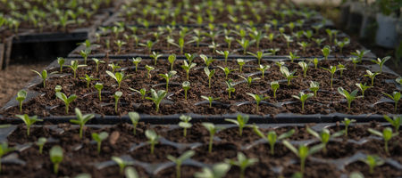 planta