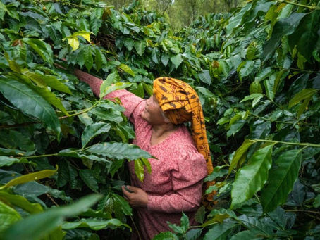 Grown By Her Hands. Brewed With Our Heart.