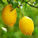 Le Citron multi usage !