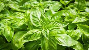 Basilic