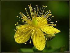 Millepertuis