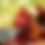 Thumbnail: Poultry Farm Fencing
