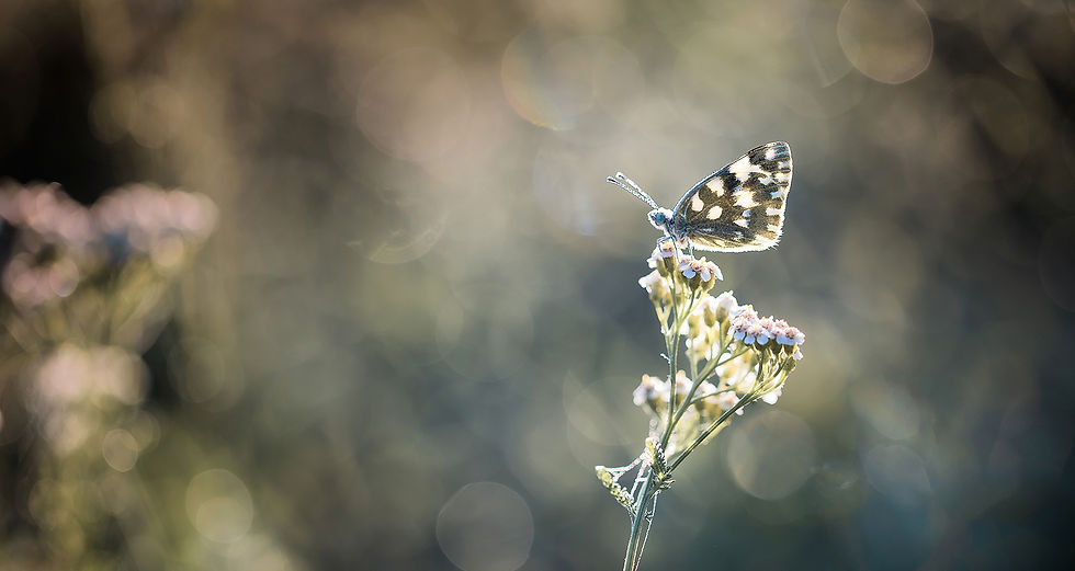 spotted-butterfly.jpg