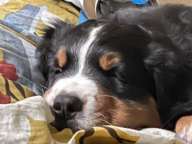 Bernedoodle 
Berenedoodle puppies
